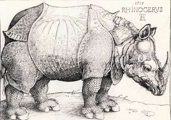 Description of the engraving of Albrecht Durer Rhino