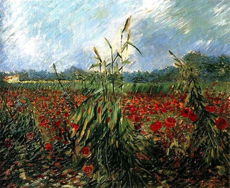 Description of the painting by Vincent Van Gogh Poppy Fields