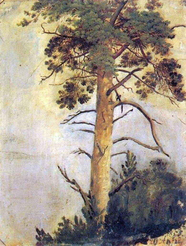 Description of the painting by Ivan Shishkin Pine on the rock