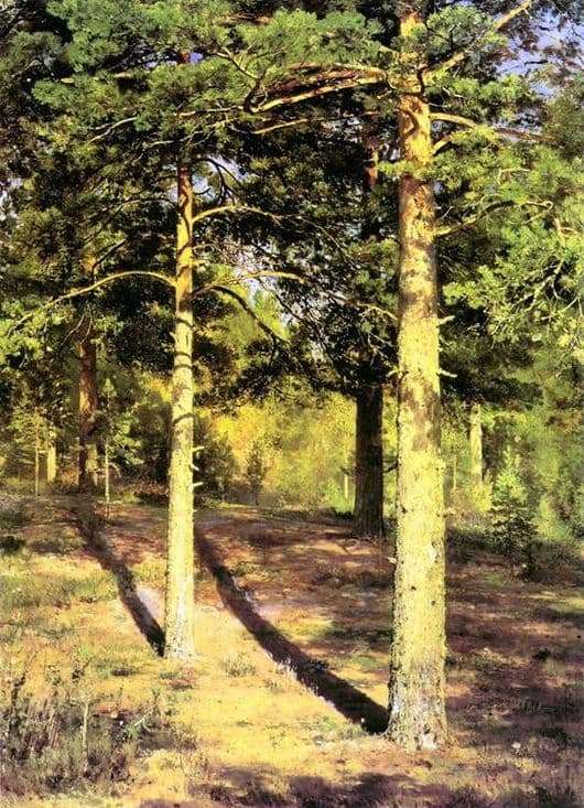Description of the painting by Ivan Shishkin Pines illuminated by the sun