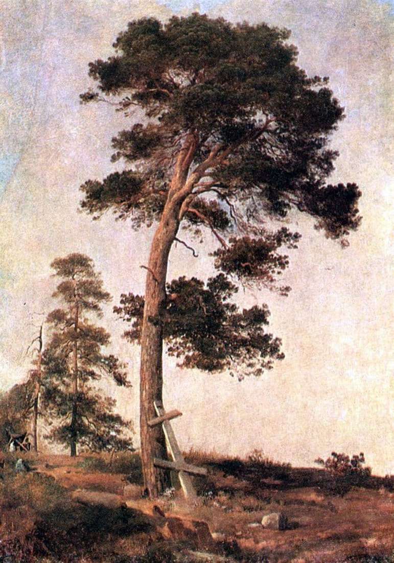 Description of the painting by Ivan Shishkin Pine on Valaam