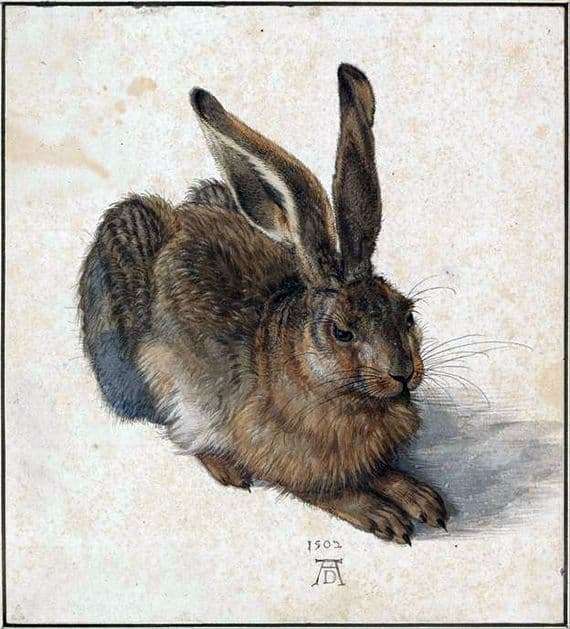 Description of the painting by Albrecht Durer Hare