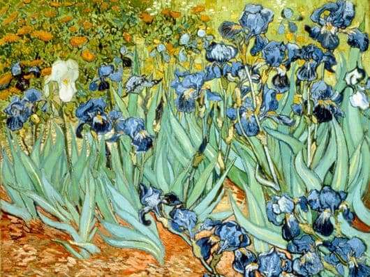 Description paintings by Vincent van Gogh Irises