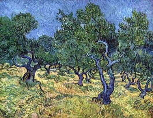 Description of the painting by Vincent Van Gogh Olive Grove