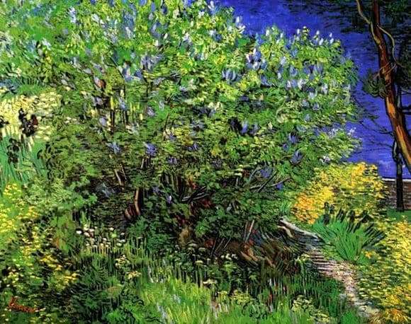 Description of the painting by Vincent Van Gogh Lilac bush